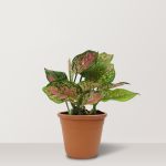 Aglaonema-Pink-Star